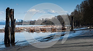 View of logs along Fraser River, British Columbia