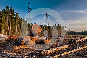 View of logs of felled trees