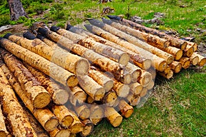 View of logs of felled trees on the ground