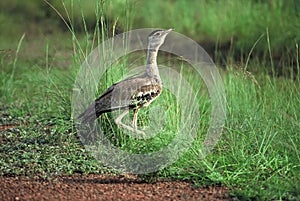 View of a lone Australian bustard (Ardeotis australis