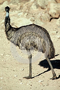 View of a lone Common Emu flightless bird