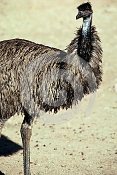 View of a lone Common Emu flightless bird