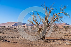 A view of a lone dead tree in front of the sand dunes in Sossusvlei, Namibia