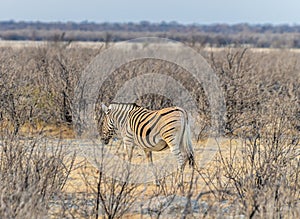 A view of lone Zebra in the bush in the Etosha National Park in Namibia