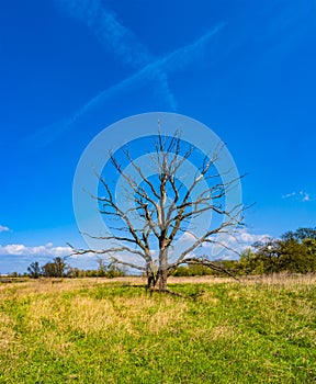 View of lonely dry lifeless tree at blue sky