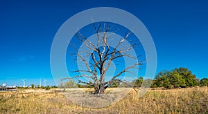 View of lonely dry lifeless tree at blue sky and wind turbines i