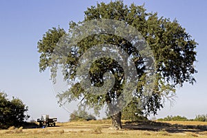 View of a lonely green oak tree in a field