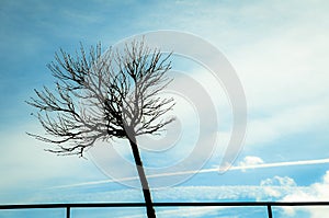 Lonely leafless tree view.