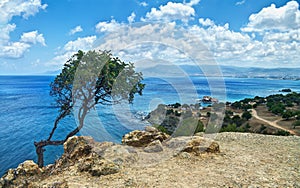 View of lonely tree and sea