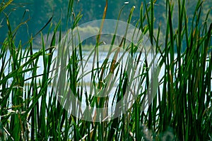 View of long grass blade along the water body in Kolar, India