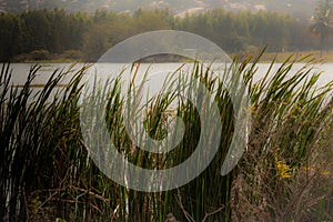 View of long grass blade along the water body in Kolar, India