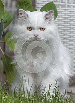 View of a long haired white cat with big yellow eyes.