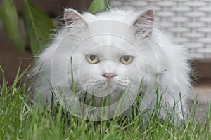 View of a long haired white cat with big yellow eyes.