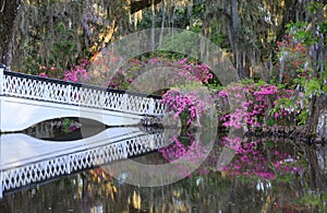 Charleston SC Long White Bridge and Spring Azaleas photo