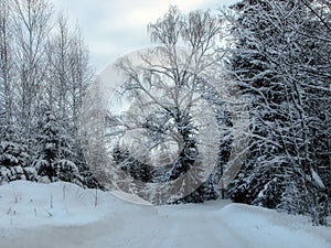 a view looking across the road in the snow near the tree lined path
