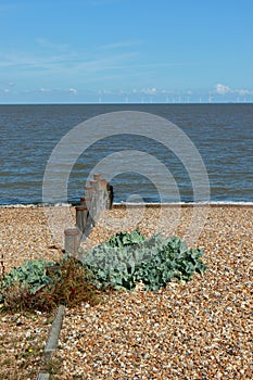 A view looking out at the wind farm off the Kent coast at Tankerton