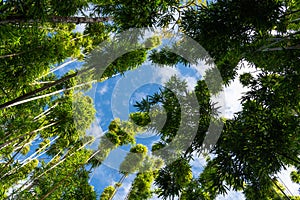 View looking up into a bamboo forest tree canopy to blue sky