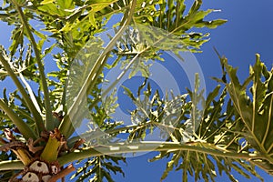 View looking up through the fronds of a palm tree, blue sky
