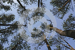 View looking up into lush green branches of large tree and tall green tree in spring