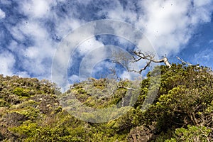 View looking up Mount Lidgbird, Lord Howe Island, Australia