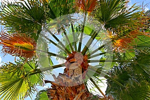 Looking up a palm tree in Palm Springs, California. photo