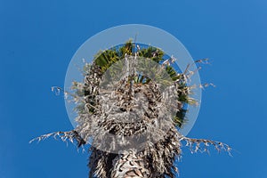 View looking up at the top of a Washingtonia fan palm tree against a bright blue sky