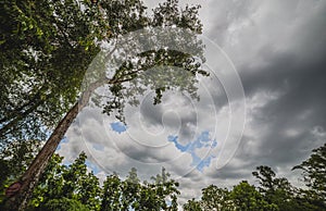 View looking up tree