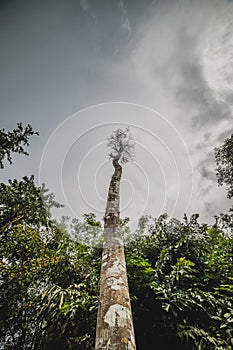 View looking up tree