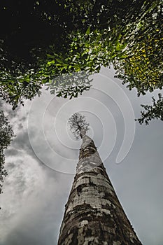 View looking up tree