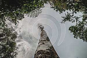 View looking up tree