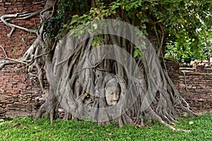 View of the Lord Buddha's statue head sits on the growing banyan tree roots in Ayutthaya park