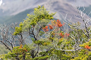 View of Los Glaciares National Park, El Chalten,Patagonia, Argentina