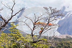 View of Los Glaciares National Park, El Chalten,Patagonia, Argentina