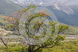 View of Los Glaciares National Park, El Chalten,Patagonia, Argentina photo