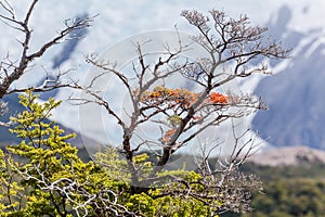 View of Los Glaciares National Park, El Chalten,Patagonia, Argentina photo