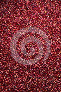 Close up of red raw coffee beans
