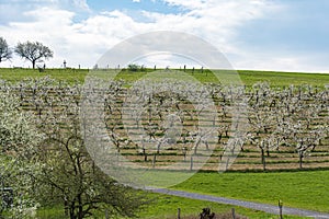 View of a low-stemmed cherry plantation in white blossoms