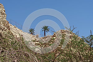 View from a low view of palm trees and blue sky on the horizon through the high mountains with its green vegetation of Ein-Gedi na