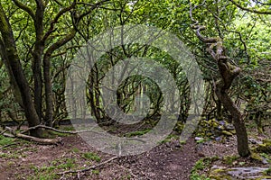 A view of the lower stage of the wood on the sides of Bamford Edge, UK