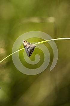 View of a loxostege sticticalis on a plant against a blurred background photo