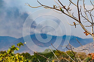 View of luangwa valley bushfires near Malama Umoyo chindeni hills in lower lupande GMA