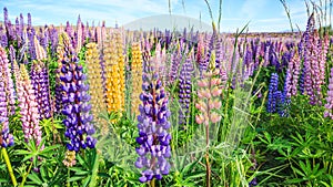 View of Lupin Flower Field near Lake Tekapo Landscape, New Zealand. Various, Colorful Lupin Flowers in full bloom with backgroud