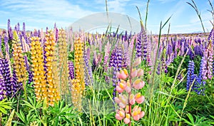 View of Lupin Flower Field near Lake Tekapo Landscape, New Zealand. Various, Colorful Lupin Flowers in full bloom with background