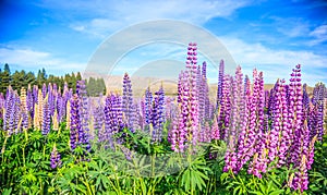 View of Lupin Flower Field near Lake Tekapo Landscape, New Zealand. Various, Colorful Lupin Flowers in full bloom