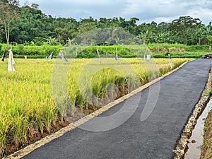 View of lush green rice fields alongside a newly paved road in a rural area during the early afternoon hours photo