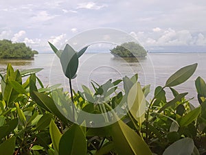 View of the lush vegetation and mangroves of San Andres Island.