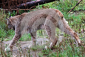 View of a lynx walking away from the camera