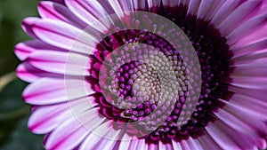 view Macro close up of violet gerbera flower with beautiful soft petals