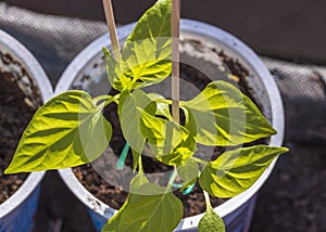 View macro of growing peppers plants indoors before season.