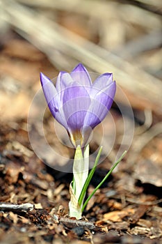 View of magic blooming spring flowers crocus